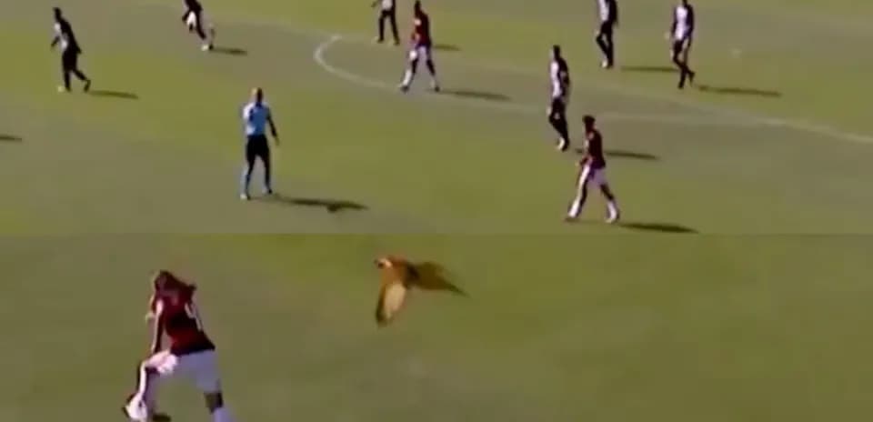 Player kicking ball while bird flies overhead
