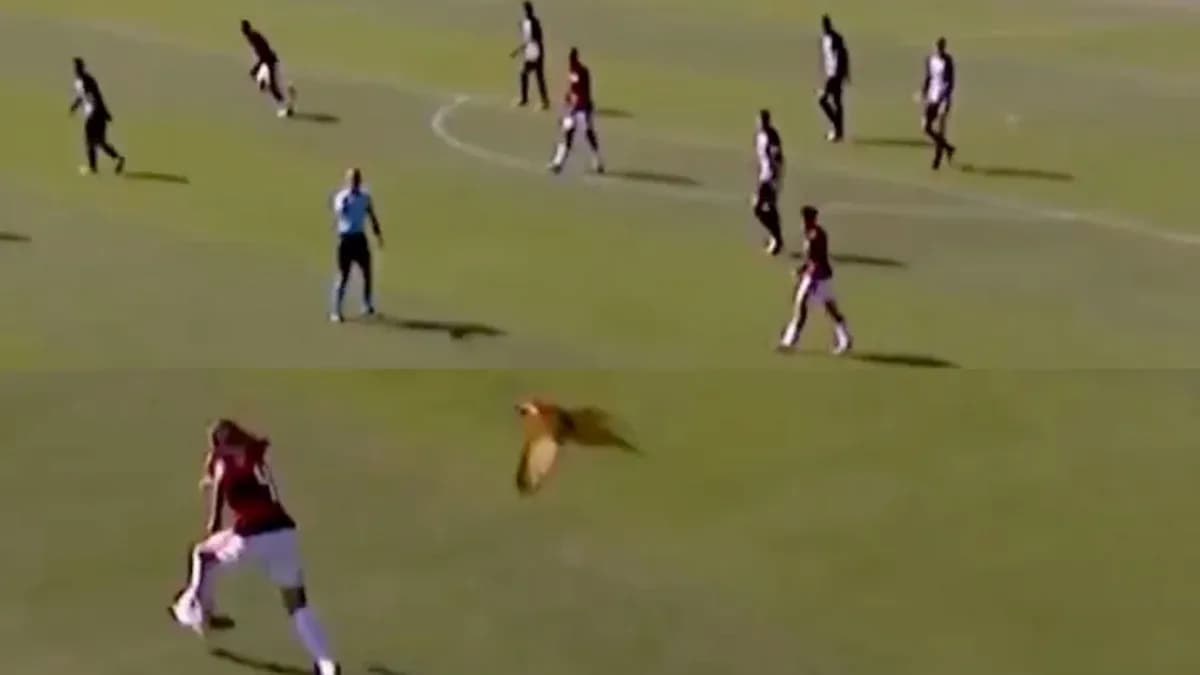 Player kicking ball while bird flies overhead Player kicking ball while bird flies overhead